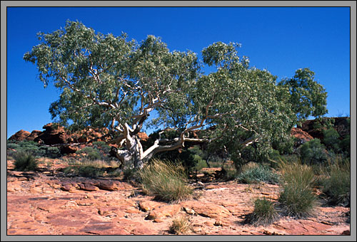 Ghost Gum Tree