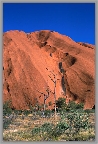Wasserlöcher und Bäume