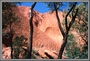 Uluru mit Bäumen